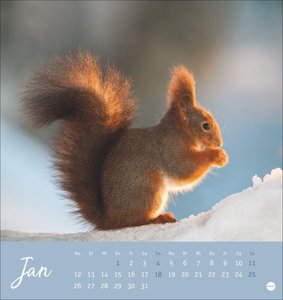 Eichhörnchen Postkartenkalender 2026