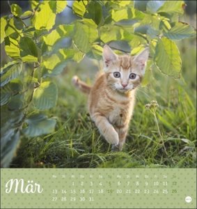 Katzen - Kleine Tiger Postkartenkalender 2023. Entzückende Katzenkinder in einem kleinen Kalender zum Aufhängen oder Aufstellen. Tierischer Postkarten-Fotokalender für Katzenfans.