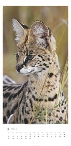 Big Cats Kalender 2022