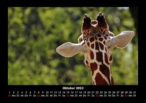 Tierkalender 2023 Fotokalender DIN A3