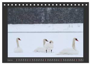 Winterzauber - Tiere in Eis und Schnee (Tischkalender 2024 DIN A5 quer), CALVENDO Monatskalender