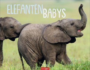 Elefantenbabys 2026