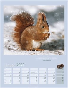 Eichhörnchen Kalender 2022