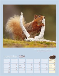 Eichhörnchen Kalender 2026