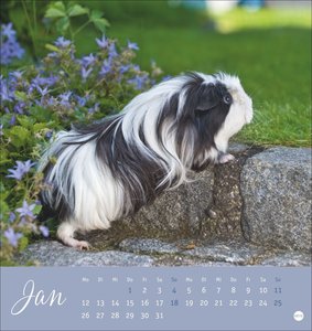 Kuschelige Meerschweinchen Postkartenkalender 2026