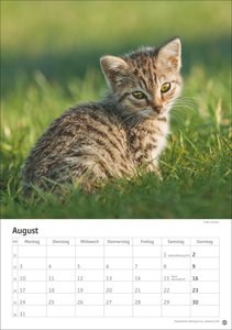 Katzen Kalender 2026