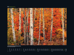 Magische Wälder - KUNTH Wandkalender 2024