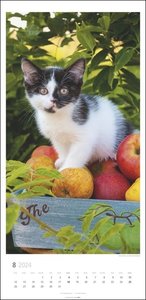 Katzen Kalender 2024. Ein XL Wandkalender, der die Samtpfoten perfekt in Szene setzt. Katzen und Kätzchen in einem länglichen Kalender. 33x68 cm Hochformat