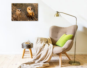 Premium Textil-Leinwand 75 cm x 50 cm quer Schleiereule (Tyto alba)