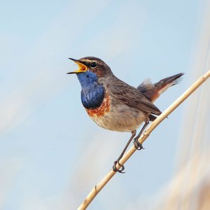 Heimische Vögel 2022
