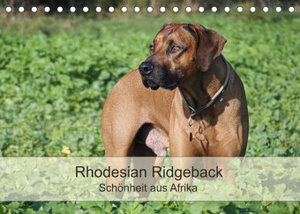 Rhodesian Ridgeback Schönheit aus Afrika (Tischkalender 2023 DIN A5 quer)