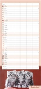 Katzen Familienplaner 2024. Ein praktischer Kalender mit 5 Spalten für Pläne, Termine und Notizen der ganzen Familie. Niedliche Katzenfotos in einem nützlichen Familienkalender.