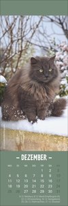 Katzen Lesezeichen & Kalender 2023. Süße Kätzchen in einem Mini-Kalender. Perfekt als kleine Aufmerksamkeit zu Weihnachten. Das Mitbringsel für Katzenfans und Bücherwürmer!
