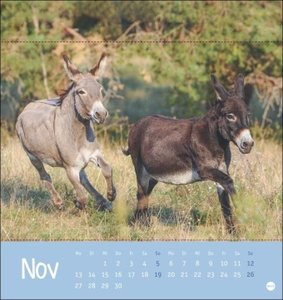 Esel - Von wegen sturer Esel Postkartenkalender 2023. Kleiner Kalender zum Aufstellen und Aufhängen im Postkartenformat. Monats-Tischkalender für Tierfreunde.