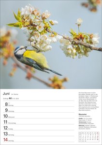 Heimische Vögel Wochenplaner 2026