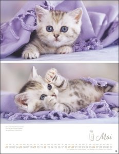 Katzenkinder Posterkalender 2024 von Monika Wegler. Unwiderstehliche Katzenbabys im Porträt. Ein großer Wandkalender mit vielen Fotos und Geschichten. Dekorativer Katzen-Kalender.