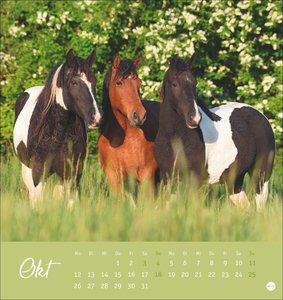 Pferde Postkartenkalender 2026