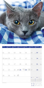 Katzen Kalender 2025 - 30x30