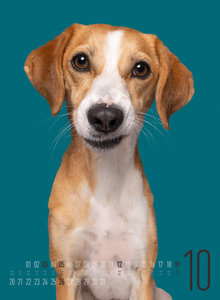 Frei Schnauze - Kalender 2025