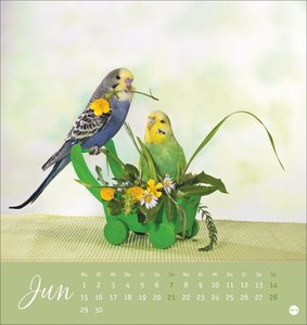 Freche Wellensittiche Postkartenkalender 2026