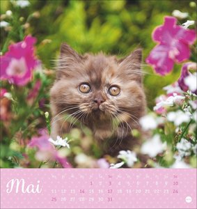 Katzen Postkartenkalender Kleine Tiger 2026