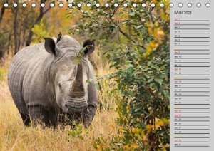 Das Weiße Nashorn (Tischkalender 2021 DIN A5 quer)