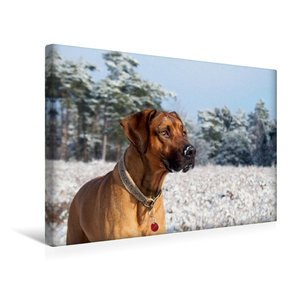 Premium Textil-Leinwand 45 cm x 30 cm quer Ein Motiv aus dem Kalender Ridgebacks - Hunde aus Afrika