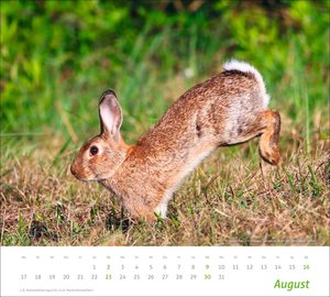 times&more Heimische Tiere Bildkalender 2026
