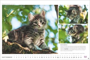 Whiskas Katzenkalender 2026