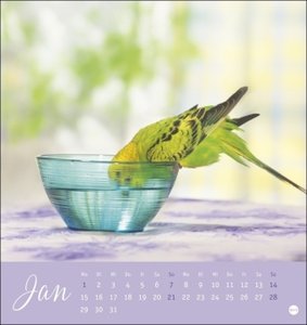 Freche Wellensittiche Postkartenkalender 2024 von Monika Wegler. Die bunten Vögel in einem kleinen Kalender zum Aufstellen und Aufhängen. Perforierter Postkarten-Fotokalender.