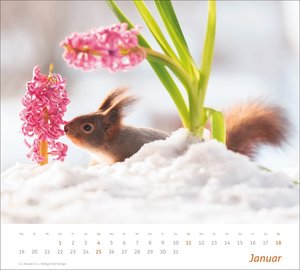 times&more Eichhörnchen Bildkalender 2026