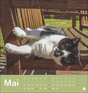 Tierisch entspannte Katzen Postkartenkalender 2022