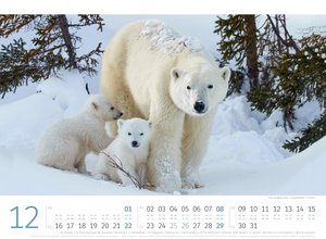 Eisbären Kalender 2024