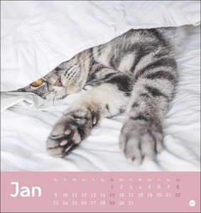 Tierisch entspannte Katzen Postkartenkalender 2023. Witzige Fotos verschlafender Stubentiger in einem Tischkalender zum Aufstellen. Kleiner Kalender 2023 für Katzenfans.