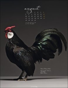 Pretty Chicks. Tier-Wandkalender 2023. Ungewöhnliches Fotokunst-Projekt des italienischen Fotografen Matteo Tranchellini. Hühner von ihrer besten Seite im Fotokalender 2023.