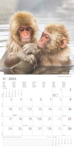 Beste Freunde 2025 - Broschürenkalender 30x30 cm (30x60 geöffnet) - Kalender mit Platz für Notizen - Best Friends - Bildkalender - Wandkalender