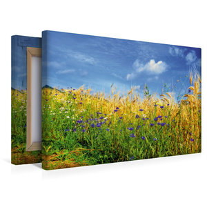 Premium Textil-Leinwand 45 cm x 30 cm quer Ein Motiv aus dem Kalender Kornblumen - Blaue Schönheiten