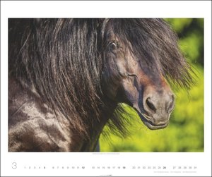 Pferde Kalender 2023