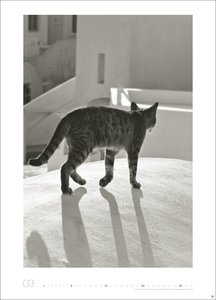 Cats Edition Kalender 2026