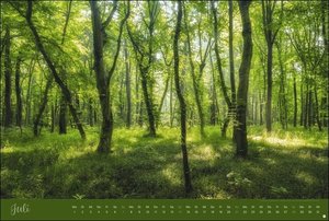 Zauberwälder Edition Kalender 2024. Wandkalender XL mit Fotos verwunschener Wälder und Lichtungen. Kalender-Großformat mit hochwertigen und geheimnisvollen Fotos.
