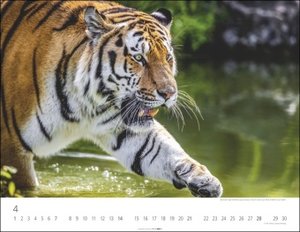 Tiger Kalender 2024. Die majestätischen Großkatzen in einem großen Wand-Kalender. Hochwertiger Fotokalender mit Porträts der verschiedenen Tigerarten. 44x34 cm Querformat