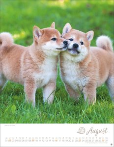 Hundekinder Posterkalender 2026