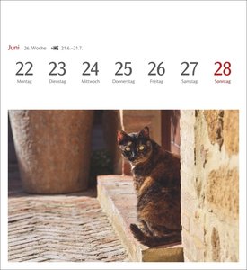 Katzen Postkartenkalender 2026