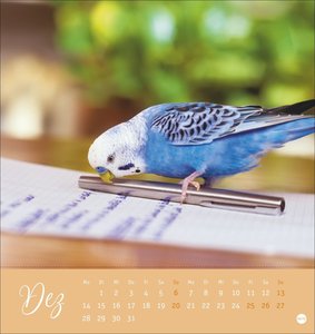 Freche Wellensittiche Postkartenkalender 2026
