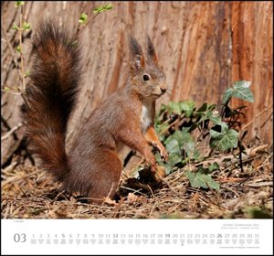 Geliebte Eichhörnchen 2023 - DUMONT Wandkalender - mit den wichtigsten Feiertagen - Format 38,0 x 35,5 cm