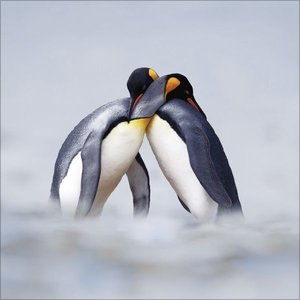 Pinguine 2025