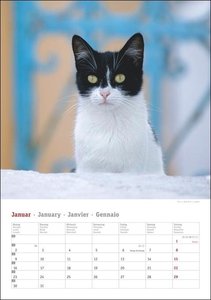 Katzen Kalender 2023