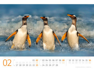 Pinguine Kalender 2025