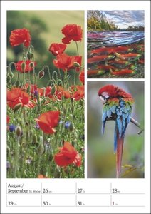 Magie der Farben Wochenplaner 2024. Kalender mit Fotos, die die Farben der Natur meisterhaft zur Geltung bringen. Praktischer Wandplaner mit hochwertigen Naturaufnahmen