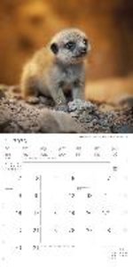 Tierbabys 2023 - Broschürenkalender 30x30 cm (30x60 geöffnet) - Kalender mit Platz für Notizen - Baby Animals - Bildkalender - Wandplaner - Alpha Edition